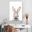 Visage de lapin Brampt-108249902