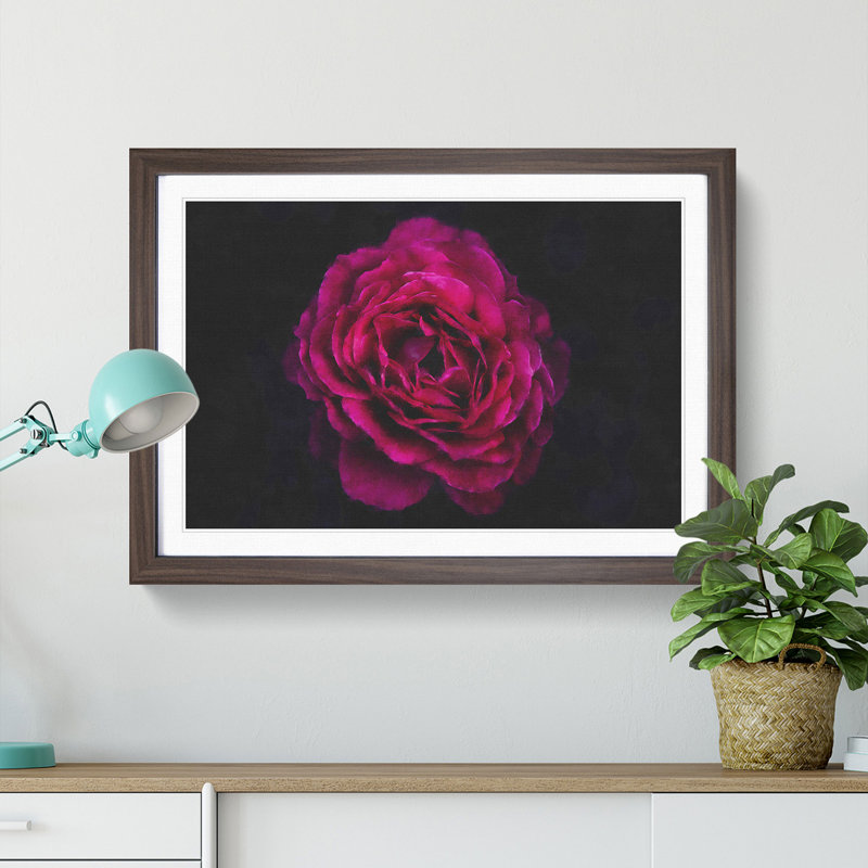 Fuscia Pink Carnation - Picture Frame Graphic Art Print, 62cm H x 87cm W x 2cm D, Walnut Framed