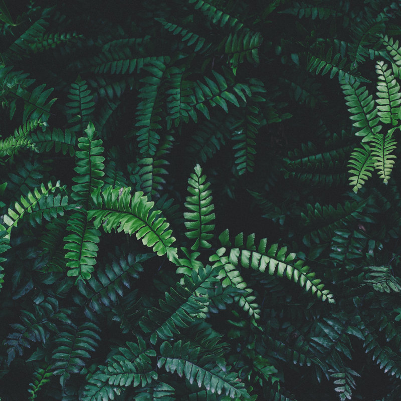 Fern Background - Wrapped Canvas Print, 91cm H x 91cm W x 3.8cm D