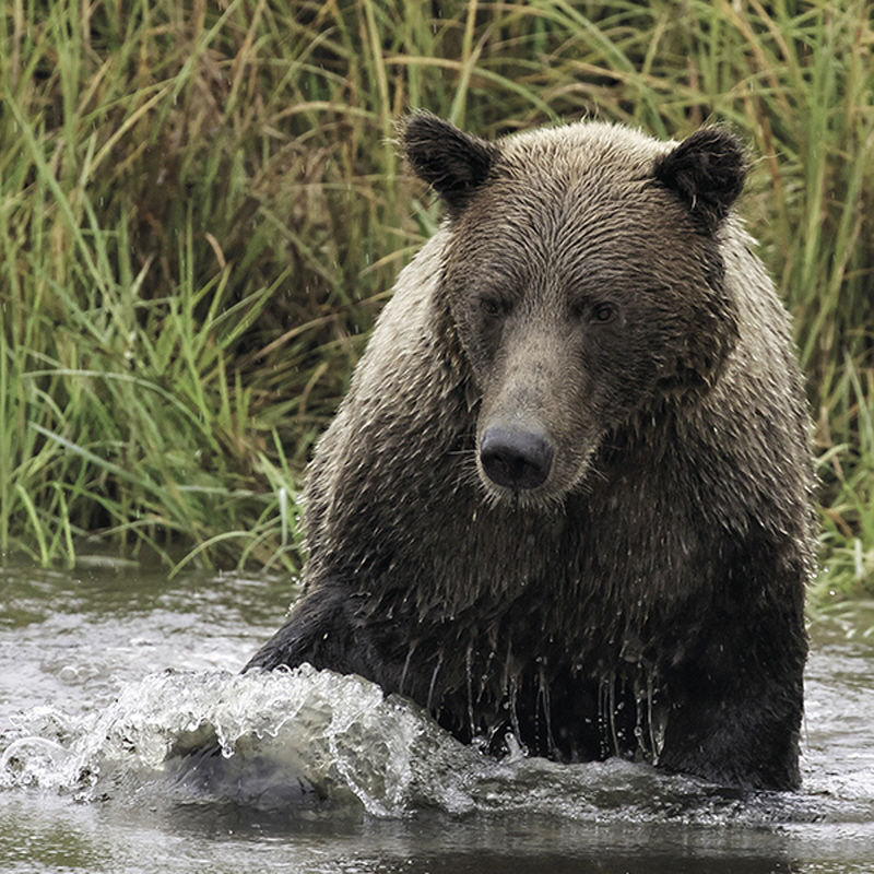 Looking For Dinner Print by Wink Gaines, 30" H x 30" W