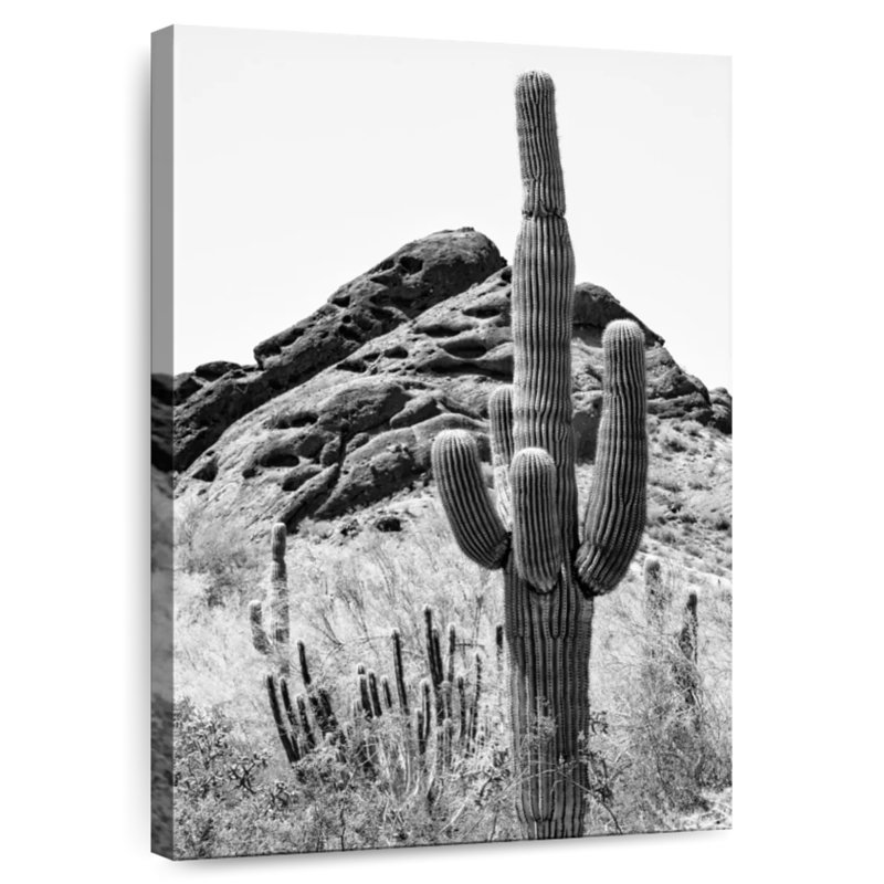Harnek cactus noir de l'Arizona, H 24 po x l 16 po