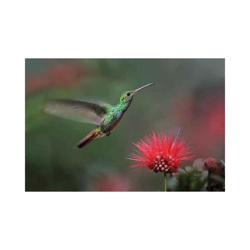 Rufous-Tailed Hummingbird At Fairy Duster Flower, Costa Rica by Tim Fitzharris - Wrapped Canvas Print