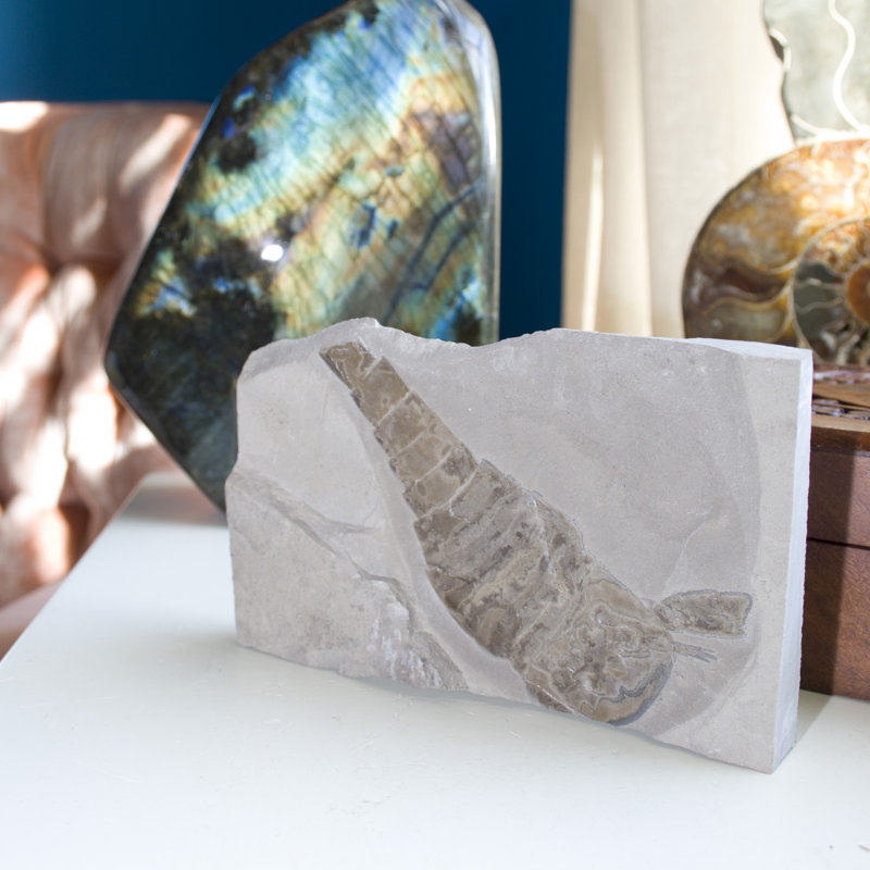 Assiette fossile Eurypterid. Lang's Quarry, Herkimer County, New York
