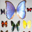 12 Genuine Butterflies In Black Display Frame