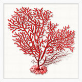Red Branch Coral 7 Print by Lillian August