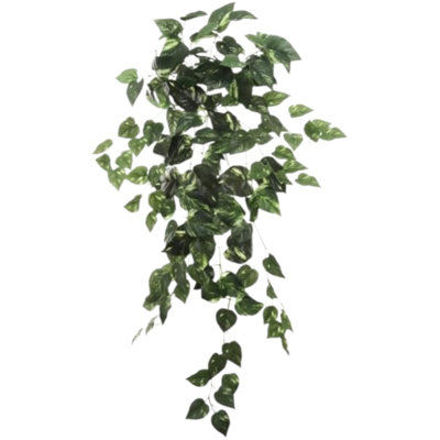 12 pièces Bush Pothos 36 po - 2025 Spring Collection