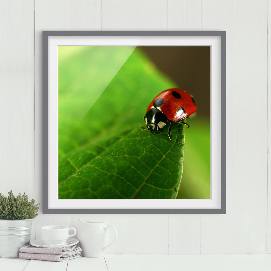 Gerahmtes Poster Ladybird