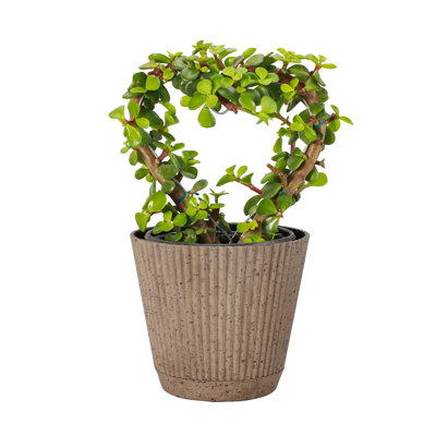 Thorsen's Greenhouse Live Heart-Shaped Jade Bonsai Plant, 4-inch Diameter