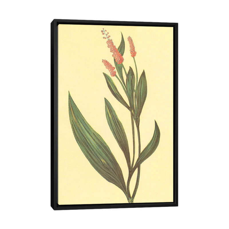 «Water Knotweed», reproduction sur toile, H 26 po x l 18 po x P 1,5 po, Toile encadrée noire, Pas de tapis