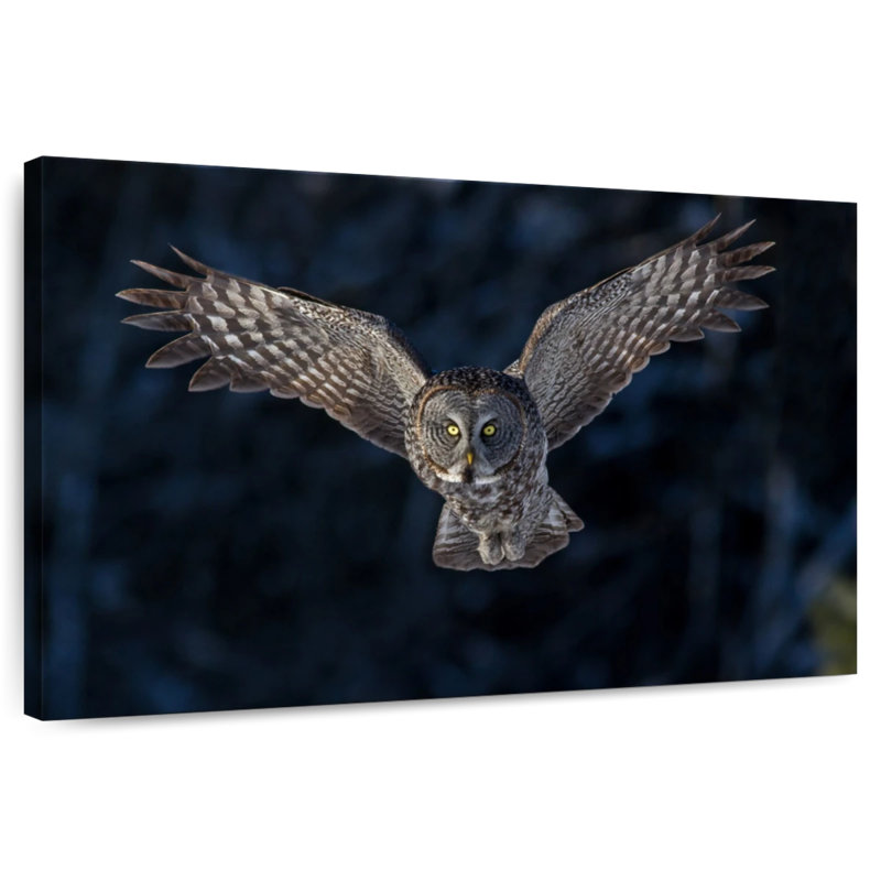 Flying Gray Owl, 24" H x 36" W