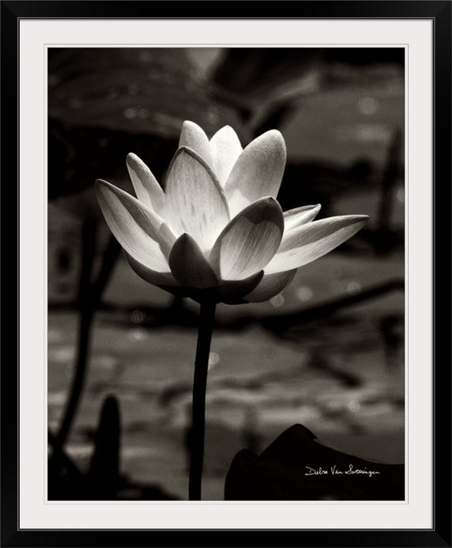 « lotus fleur vii » par marie van swearingen, reproduction de photo, H 32 po x l 27 po x P 1 po, Cadre noir