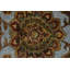 Tapis unique 8 pi 1 po x 10 pi 8 po Genelia
