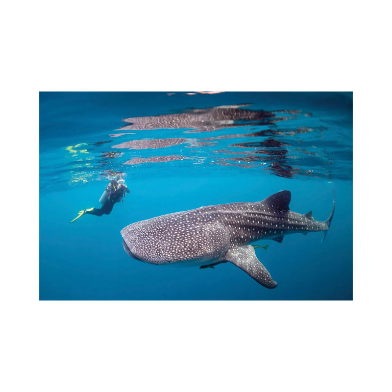 Diver Photographing A Whale Shark by Alessandro Cere - No Frame Gallery-Wrapped Canvas Giclée on Canvas