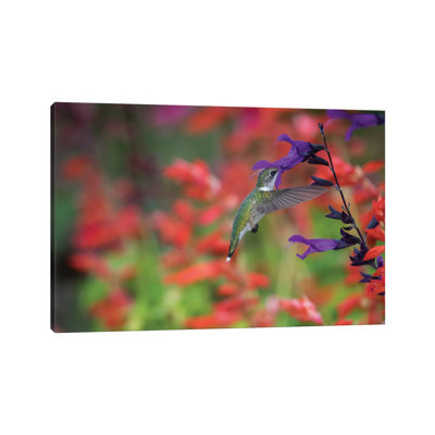 Ruby-throated Hummingbird On Purple Majesty Salvia. Marion County, Illinois. by Richard & Susan Day - Gallery-Wrapped Canvas Giclée on Canvas