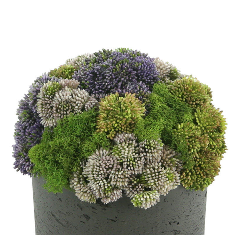 Faux Succulent Plant in Fiberstone Planter, 11" H x 9" W x 9" D, Round, Black