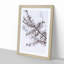 Branch of a White Cherry Blossom Tree - Picture Frame Painting Print-55513024-55513027