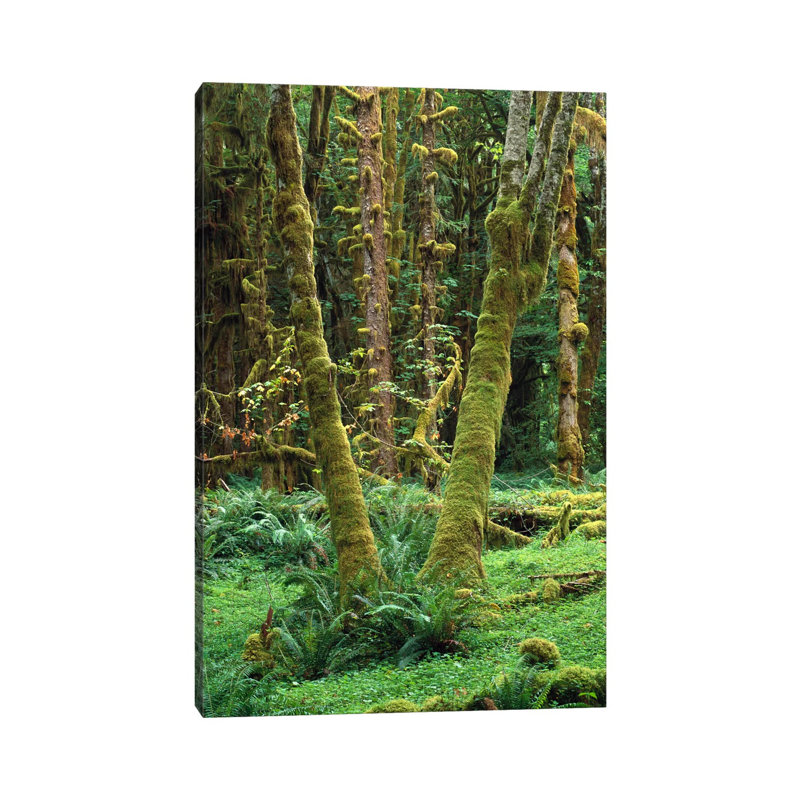 Maple Glade, Quinault Rain Forest, Olympic National Park, Washington by Tim Fitzharris - Gallery-Wrapped Canvas Giclée on Canvas