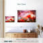Hardie, tulipes et papillons-107722030