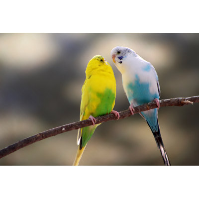 Love Bird Canaries by TungBooWat - Wrapped Canvas Print