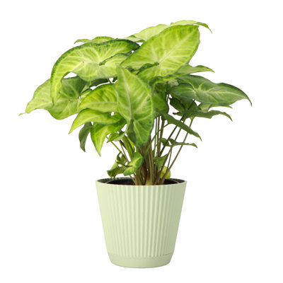 Thorsen's Greenhouse Live Butterfly Syngonium Plant in Ruffle Pot, 4-inch Diameter
