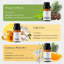 Ensemble d'huiles pour diffuseur | Top 6 pour diffuseur pour la maison, ensemble-cadeau huile aromathérapie pure, luxe pour diffuseur - 6 x 10 ml