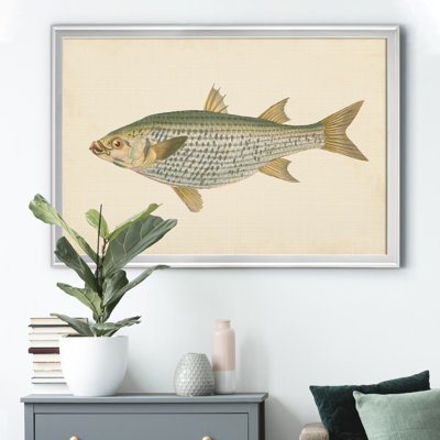 " Donovan Antique Fish IV "