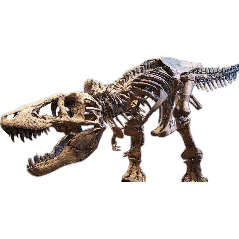 Tyrannosaurus Rex T-rex squelette carton debout