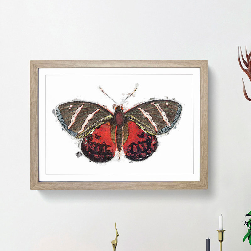 Icarus Moth by George Shaw - Framed Print, 36cm H x 48cm W x 2cm D, Oak Framed