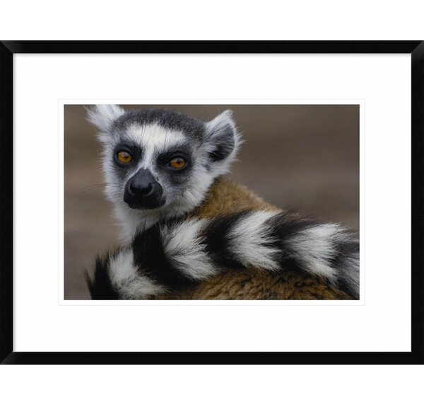 Global Gallery Ring-Tailed Lemur Portrait Framed On Paper Print | Wayfair