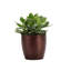 Live Jade Plant in Classic Pot-49662299