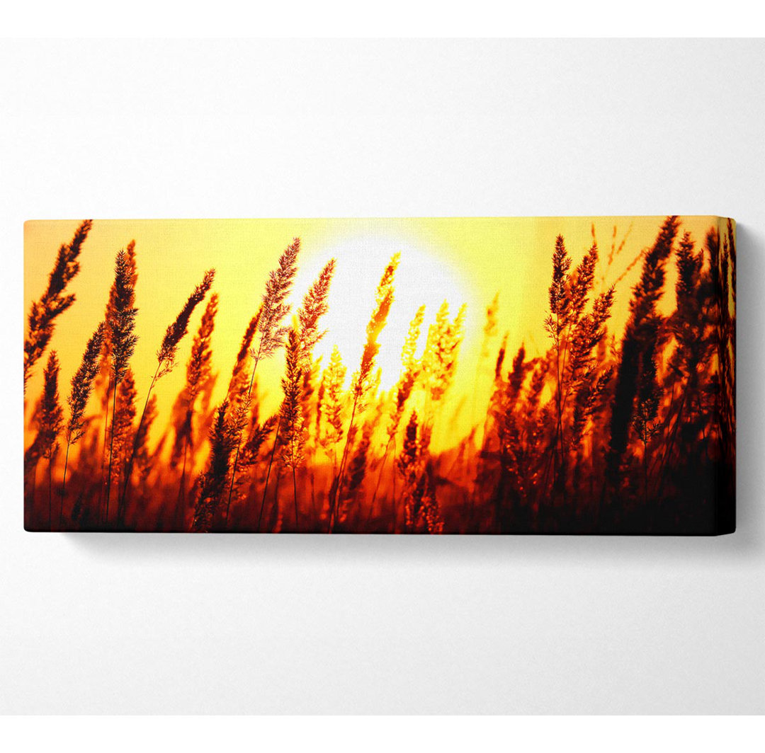 Beautiful Sun Rise Reeds - Kunstdrucke auf Leinwand