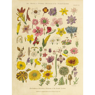 " Herbal Botanical XI "