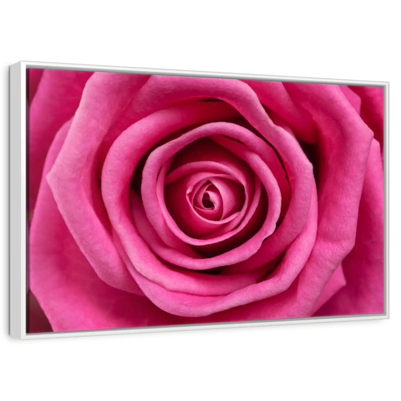 Rose vif, Cadre flottant blanc, 13 po x 9 po