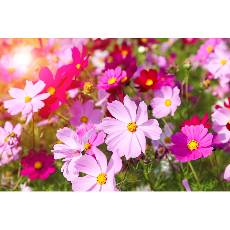 Fleur cosmique - photographie sur toile, H 12 po x l 18 po