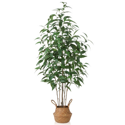Adcock Eucalyptus Tree in Basket