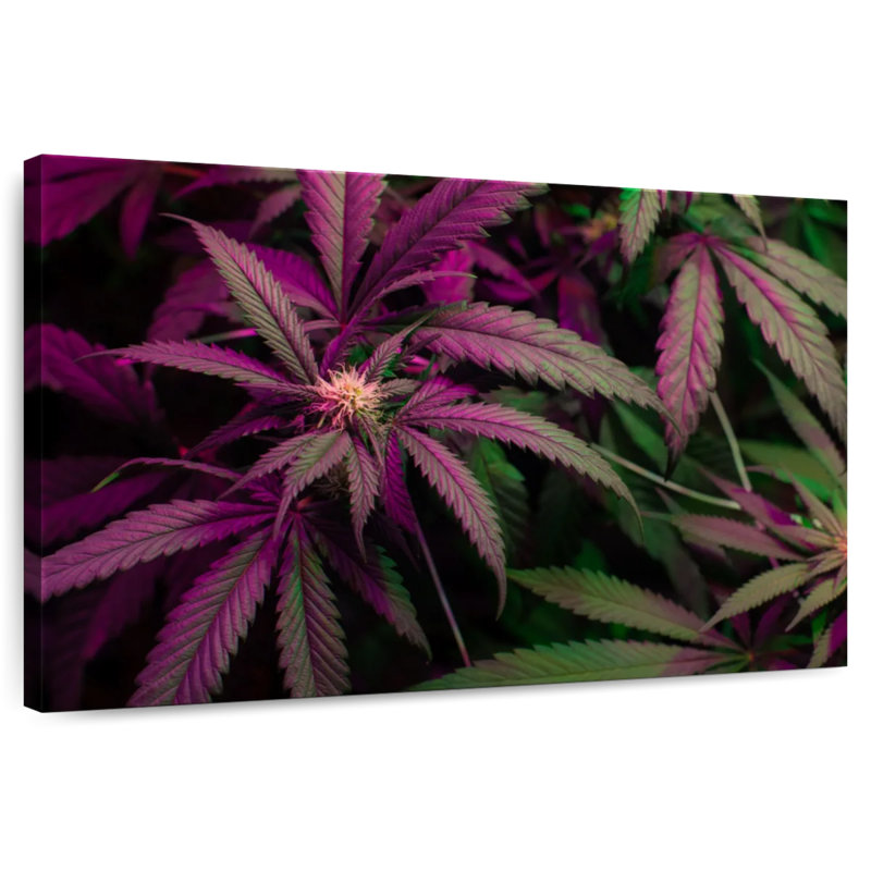 Lavander Marijuana, 16" H x 24" W