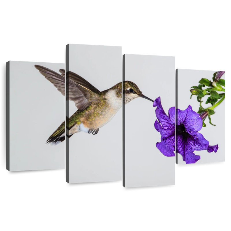Brampt Purple Flower Hummingbird