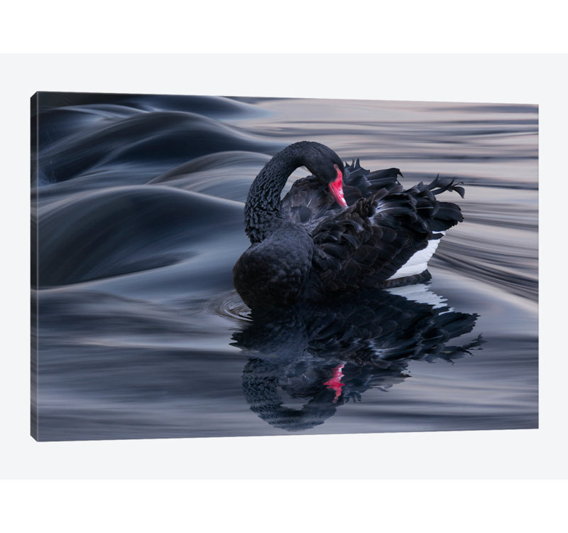 « black swan dunes », impression sur toile, Papier d'art encadré noir, H 16 po x l 24 po x P 1 po