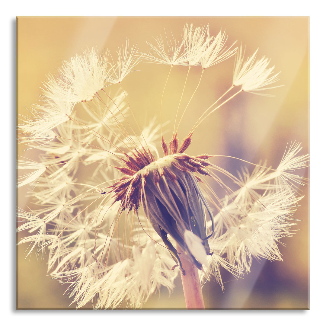 Glasbild Autumn Dandelion