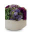 Georgina Sedum Artificial Succulent Floral Arrangement in Pot-1703335087