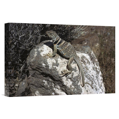 " Collared Lizard Sunning Itself On A Rock, Mojave Desert, California "