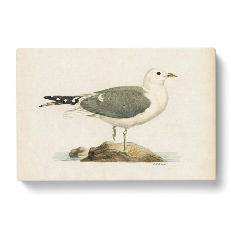 A Common Gull by Von Wright - Wrapped Canvas, 50cm H x 76cm W x 3cm D