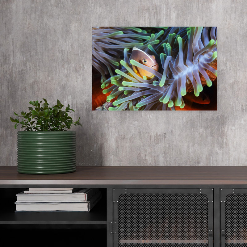 Curious Anemone Fish Colorful Peaceful Vibrant Fish Nature Ocean Wall Art Print 1 Piece Wrapped Canvas Wall Art