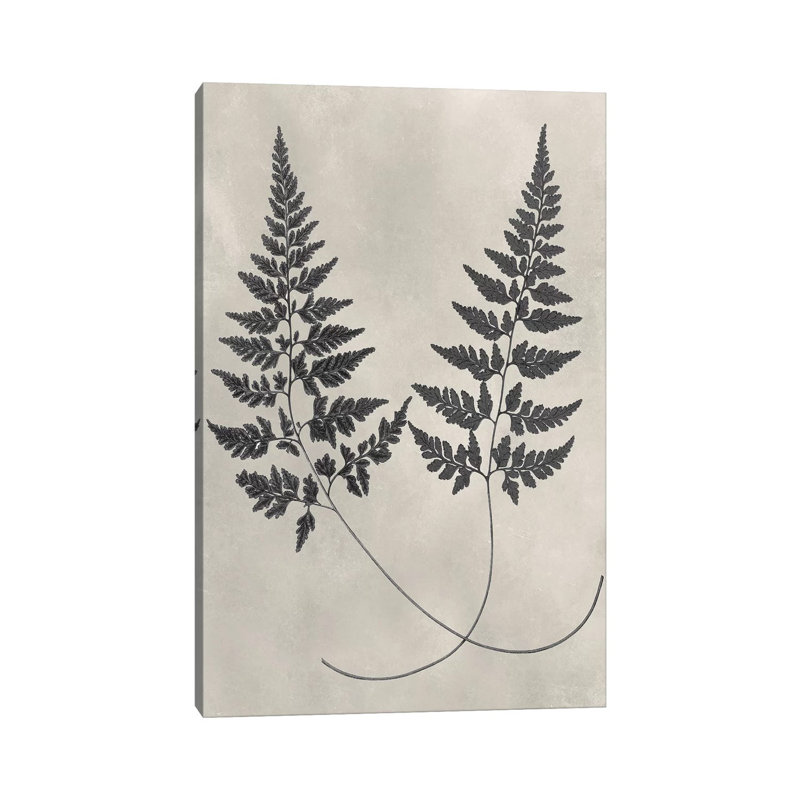 Vintage Fern Study I by Vision Studio - Wrapped Canvas Print, 20.32 cm H x 30.48 cm W