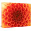 « orange abstract floral pétales », impression sur toile tendue-25565219