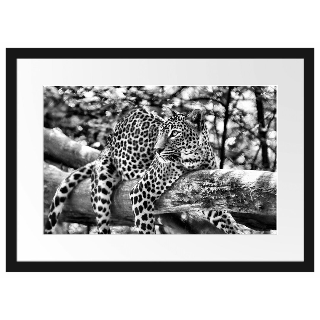 Gerahmtes Poster Leopard auf Ast