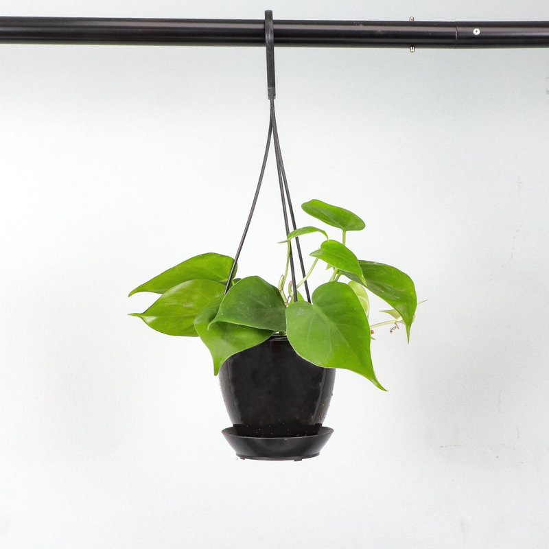 Live Green Philodendron Plant in Hanging Pot