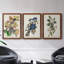 Pl 107 Canada Jay - ensemble de 3 peintures sur toile encadrées-768052230-768052231