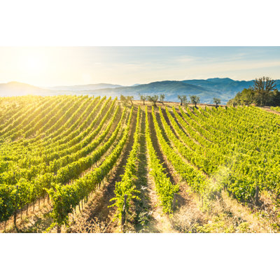 Chianti Vineyard At Sunset by TommasoT - No Frame Art Prints on Canvas