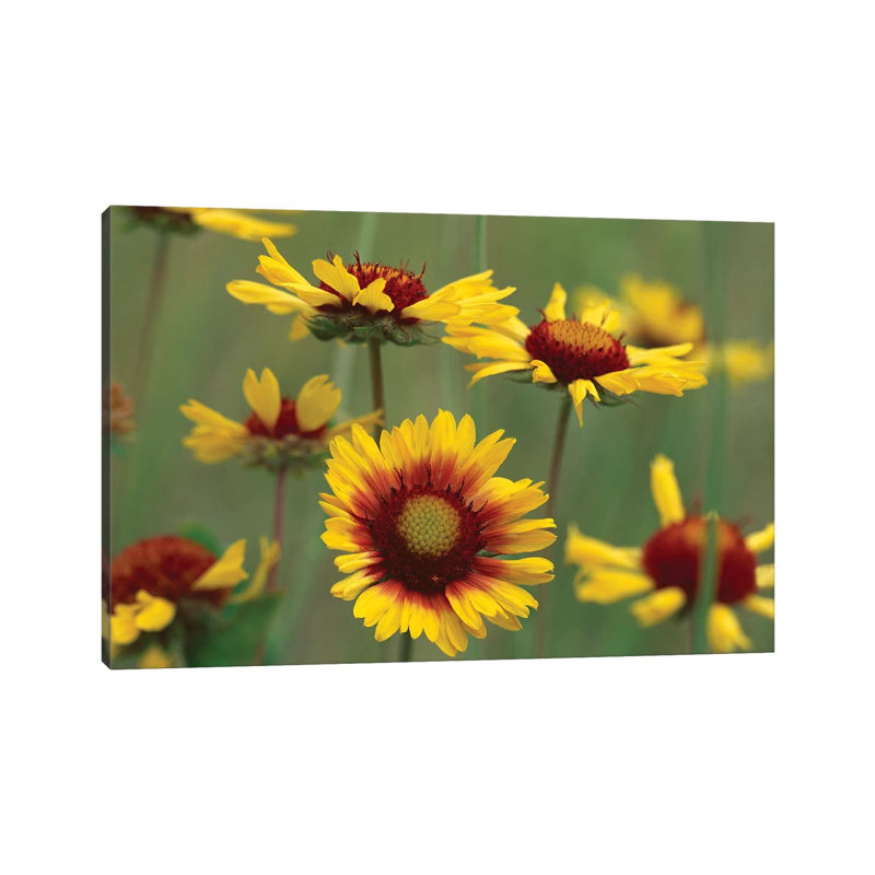 Indian Blanket Flowers, North America 1 Piece Wrapped Canvas Wall Art, 45.72cm H x 66.04cm W